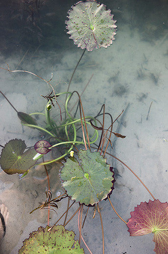 Nymphaea #2